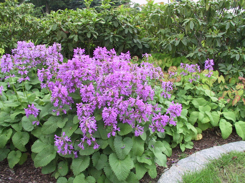 Stachys grandiflora Superba 01.jpg